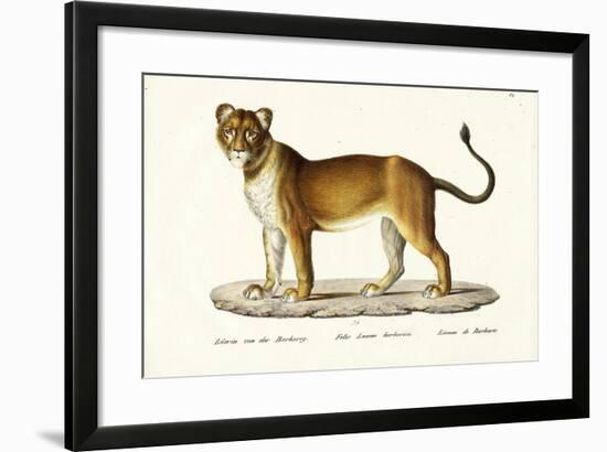 Barbary Lioness, 1824-Karl Joseph Brodtmann-Framed Giclee Print