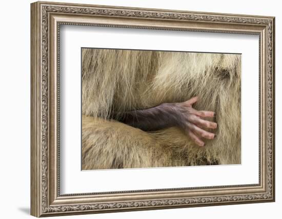 Barbary Macaque (Macaca Sylvanus) Babies Hand Holding onto Adults Fur-Edwin Giesbers-Framed Photographic Print