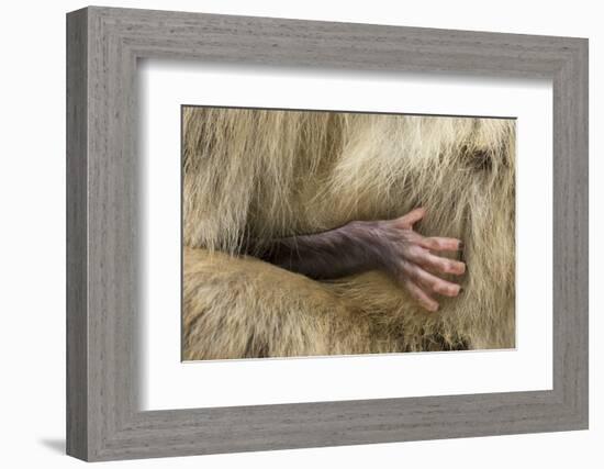 Barbary Macaque (Macaca Sylvanus) Babies Hand Holding onto Adults Fur-Edwin Giesbers-Framed Photographic Print