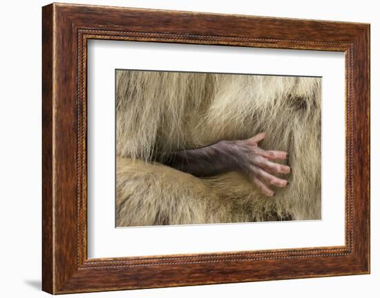 Barbary Macaque (Macaca Sylvanus) Babies Hand Holding onto Adults Fur-Edwin Giesbers-Framed Photographic Print