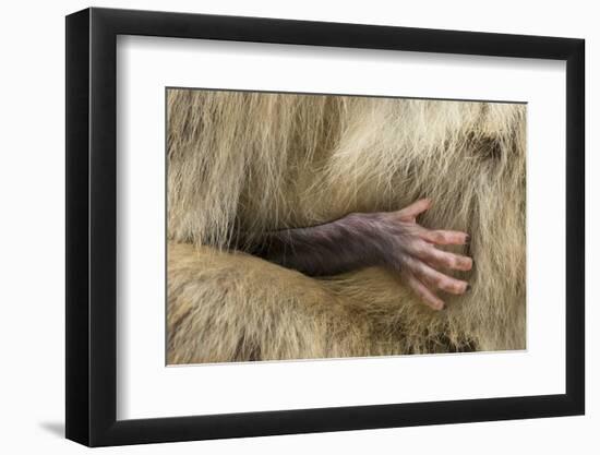 Barbary Macaque (Macaca Sylvanus) Babies Hand Holding onto Adults Fur-Edwin Giesbers-Framed Photographic Print