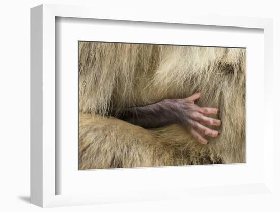 Barbary Macaque (Macaca Sylvanus) Babies Hand Holding onto Adults Fur-Edwin Giesbers-Framed Photographic Print