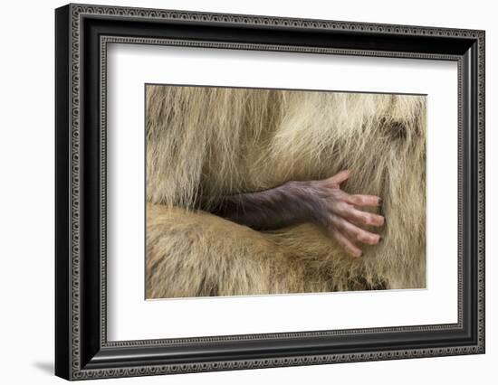 Barbary Macaque (Macaca Sylvanus) Babies Hand Holding onto Adults Fur-Edwin Giesbers-Framed Photographic Print