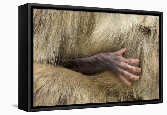 Barbary Macaque (Macaca Sylvanus) Babies Hand Holding onto Adults Fur-Edwin Giesbers-Framed Premier Image Canvas