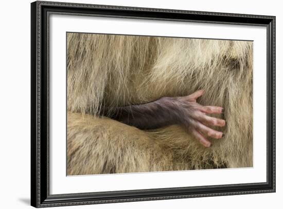 Barbary Macaque (Macaca Sylvanus) Babies Hand Holding onto Adults Fur-Edwin Giesbers-Framed Photographic Print