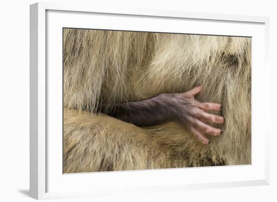 Barbary Macaque (Macaca Sylvanus) Babies Hand Holding onto Adults Fur-Edwin Giesbers-Framed Photographic Print