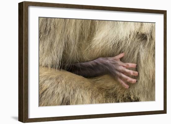 Barbary Macaque (Macaca Sylvanus) Babies Hand Holding onto Adults Fur-Edwin Giesbers-Framed Photographic Print