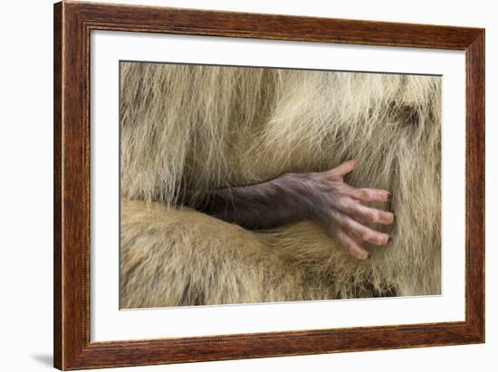 Barbary Macaque (Macaca Sylvanus) Babies Hand Holding onto Adults Fur-Edwin Giesbers-Framed Photographic Print