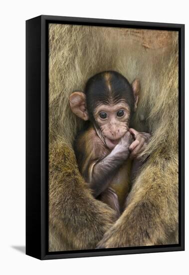 Barbary Macaque (Macaca Sylvanus) Baby Sitting with Mother-Edwin Giesbers-Framed Premier Image Canvas