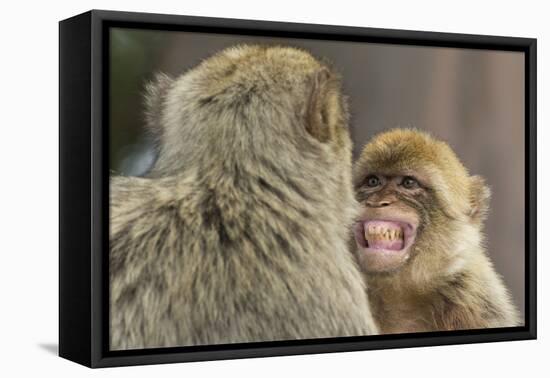Barbary Macaque (Macaca Sylvanus) Baring Teeth as a Sign of Submission-Edwin Giesbers-Framed Premier Image Canvas