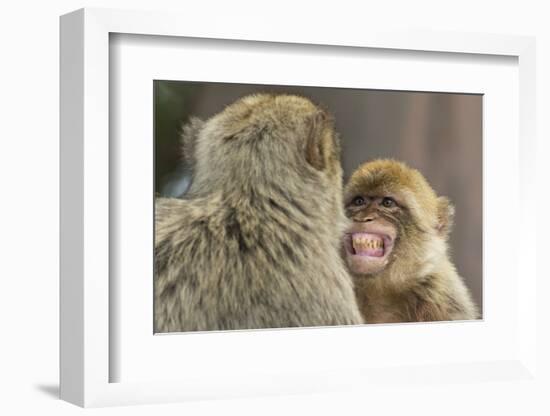 Barbary Macaque (Macaca Sylvanus) Baring Teeth as a Sign of Submission-Edwin Giesbers-Framed Photographic Print