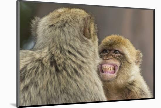Barbary Macaque (Macaca Sylvanus) Baring Teeth as a Sign of Submission-Edwin Giesbers-Mounted Photographic Print