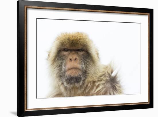 Barbary Macaque (Macaca Sylvanus) Portrait, Gibraltar Nature Reserve, Gibraltar, June-Edwin Giesbers-Framed Photographic Print