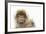 Barbary Macaque (Macaca Sylvanus) Portrait, Gibraltar Nature Reserve, Gibraltar, June-Edwin Giesbers-Framed Photographic Print