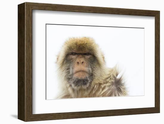 Barbary Macaque (Macaca Sylvanus) Portrait, Gibraltar Nature Reserve, Gibraltar, June-Edwin Giesbers-Framed Photographic Print