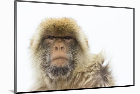 Barbary Macaque (Macaca Sylvanus) Portrait, Gibraltar Nature Reserve, Gibraltar, June-Edwin Giesbers-Mounted Photographic Print