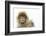 Barbary Macaque (Macaca Sylvanus) Portrait, Gibraltar Nature Reserve, Gibraltar, June-Edwin Giesbers-Framed Photographic Print