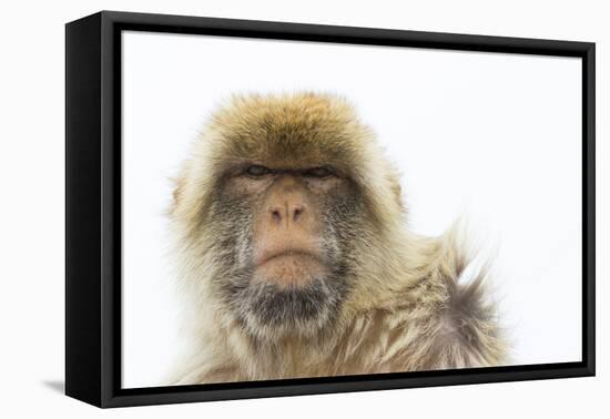 Barbary Macaque (Macaca Sylvanus) Portrait, Gibraltar Nature Reserve, Gibraltar, June-Edwin Giesbers-Framed Premier Image Canvas