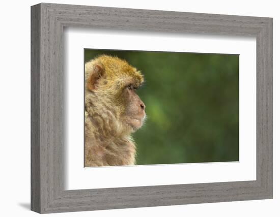 Barbary Macaque (Macaca Sylvanus) Profile, Portrait, Gibraltar Nature Reserve, Gibraltar, June-Edwin Giesbers-Framed Photographic Print