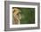 Barbary Macaque (Macaca Sylvanus) Profile, Portrait, Gibraltar Nature Reserve, Gibraltar, June-Edwin Giesbers-Framed Photographic Print