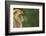 Barbary Macaque (Macaca Sylvanus) Profile, Portrait, Gibraltar Nature Reserve, Gibraltar, June-Edwin Giesbers-Framed Photographic Print