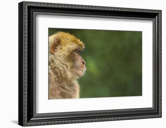 Barbary Macaque (Macaca Sylvanus) Profile, Portrait, Gibraltar Nature Reserve, Gibraltar, June-Edwin Giesbers-Framed Photographic Print