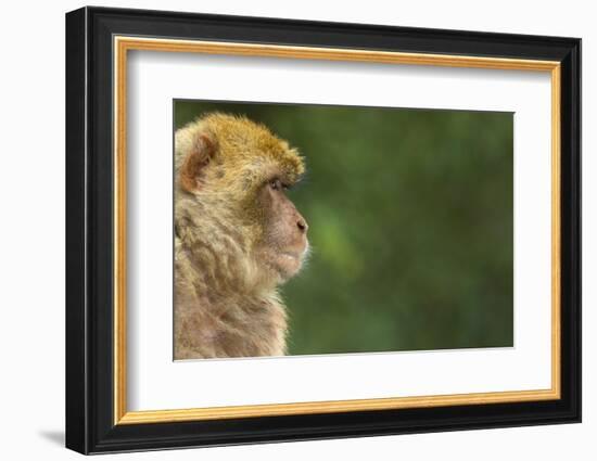 Barbary Macaque (Macaca Sylvanus) Profile, Portrait, Gibraltar Nature Reserve, Gibraltar, June-Edwin Giesbers-Framed Photographic Print