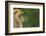 Barbary Macaque (Macaca Sylvanus) Profile, Portrait, Gibraltar Nature Reserve, Gibraltar, June-Edwin Giesbers-Framed Photographic Print