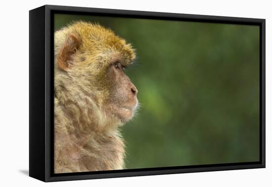 Barbary Macaque (Macaca Sylvanus) Profile, Portrait, Gibraltar Nature Reserve, Gibraltar, June-Edwin Giesbers-Framed Premier Image Canvas