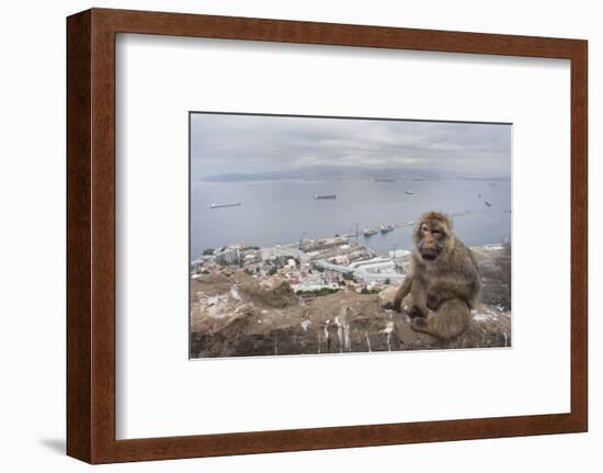 Barbary Macaque (Macaca Sylvanus) Sitting with Harbour of Gibraltar City in the Background-Edwin Giesbers-Framed Photographic Print
