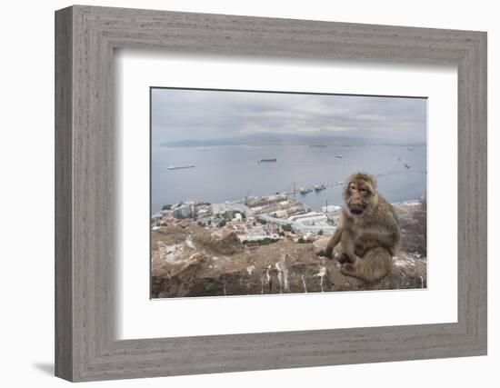 Barbary Macaque (Macaca Sylvanus) Sitting with Harbour of Gibraltar City in the Background-Edwin Giesbers-Framed Photographic Print