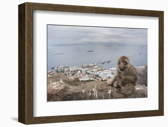 Barbary Macaque (Macaca Sylvanus) Sitting with Harbour of Gibraltar City in the Background-Edwin Giesbers-Framed Photographic Print