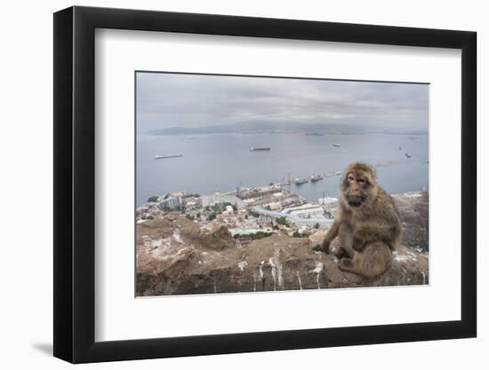 Barbary Macaque (Macaca Sylvanus) Sitting with Harbour of Gibraltar City in the Background-Edwin Giesbers-Framed Photographic Print