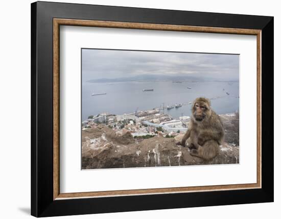 Barbary Macaque (Macaca Sylvanus) Sitting with Harbour of Gibraltar City in the Background-Edwin Giesbers-Framed Photographic Print