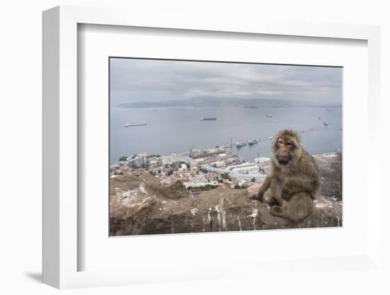 Barbary Macaque (Macaca Sylvanus) Sitting with Harbour of Gibraltar City in the Background-Edwin Giesbers-Framed Photographic Print