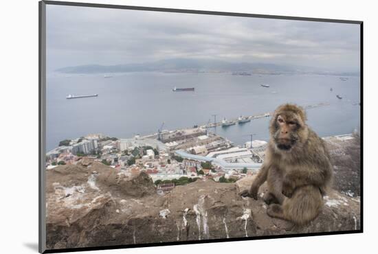 Barbary Macaque (Macaca Sylvanus) Sitting with Harbour of Gibraltar City in the Background-Edwin Giesbers-Mounted Photographic Print