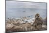 Barbary Macaque (Macaca Sylvanus) Sitting with Harbour of Gibraltar City in the Background-Edwin Giesbers-Mounted Photographic Print