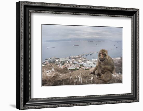 Barbary Macaque (Macaca Sylvanus) Sitting with Harbour of Gibraltar City in the Background-Edwin Giesbers-Framed Photographic Print