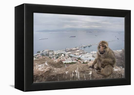 Barbary Macaque (Macaca Sylvanus) Sitting with Harbour of Gibraltar City in the Background-Edwin Giesbers-Framed Premier Image Canvas