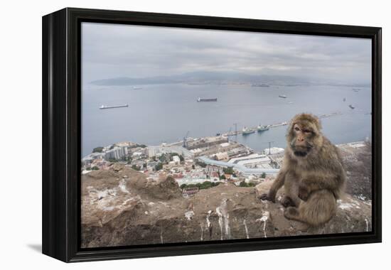 Barbary Macaque (Macaca Sylvanus) Sitting with Harbour of Gibraltar City in the Background-Edwin Giesbers-Framed Premier Image Canvas