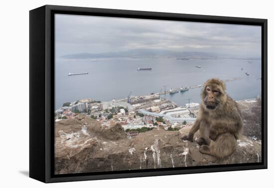 Barbary Macaque (Macaca Sylvanus) Sitting with Harbour of Gibraltar City in the Background-Edwin Giesbers-Framed Premier Image Canvas