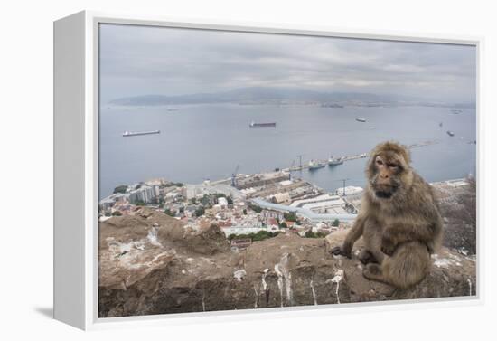 Barbary Macaque (Macaca Sylvanus) Sitting with Harbour of Gibraltar City in the Background-Edwin Giesbers-Framed Premier Image Canvas