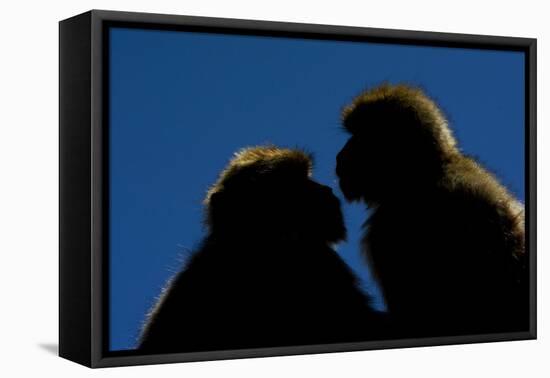 Barbary Macaque (Macaca Sylvanus) Two Sitting Close Together-Edwin Giesbers-Framed Premier Image Canvas