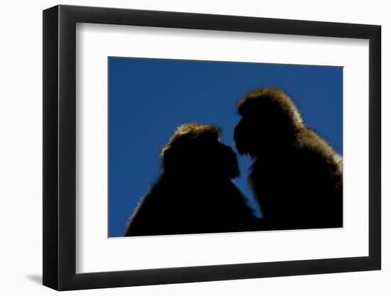 Barbary Macaque (Macaca Sylvanus) Two Sitting Close Together-Edwin Giesbers-Framed Photographic Print