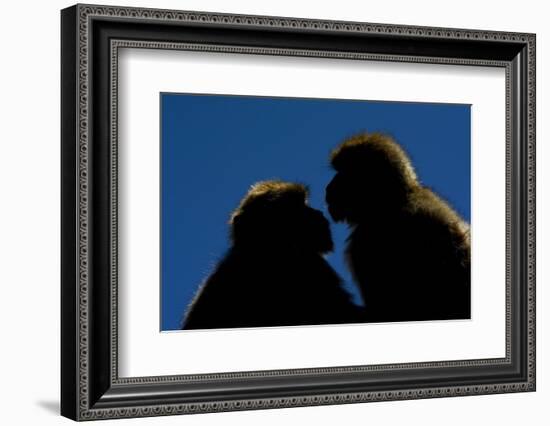 Barbary Macaque (Macaca Sylvanus) Two Sitting Close Together-Edwin Giesbers-Framed Photographic Print