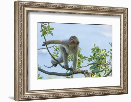 Barbary Macaque (Macaca Sylvanus) Youngster Climbing, Gibraltar Nature Reserve, Gibraltar-Edwin Giesbers-Framed Photographic Print