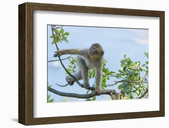 Barbary Macaque (Macaca Sylvanus) Youngster Climbing, Gibraltar Nature Reserve, Gibraltar-Edwin Giesbers-Framed Photographic Print