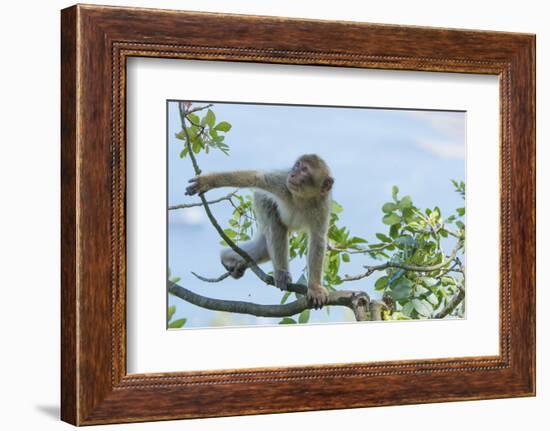 Barbary Macaque (Macaca Sylvanus) Youngster Climbing, Gibraltar Nature Reserve, Gibraltar-Edwin Giesbers-Framed Photographic Print