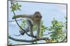 Barbary Macaque (Macaca Sylvanus) Youngster Climbing, Gibraltar Nature Reserve, Gibraltar-Edwin Giesbers-Mounted Photographic Print