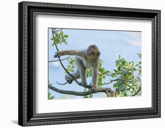 Barbary Macaque (Macaca Sylvanus) Youngster Climbing, Gibraltar Nature Reserve, Gibraltar-Edwin Giesbers-Framed Photographic Print